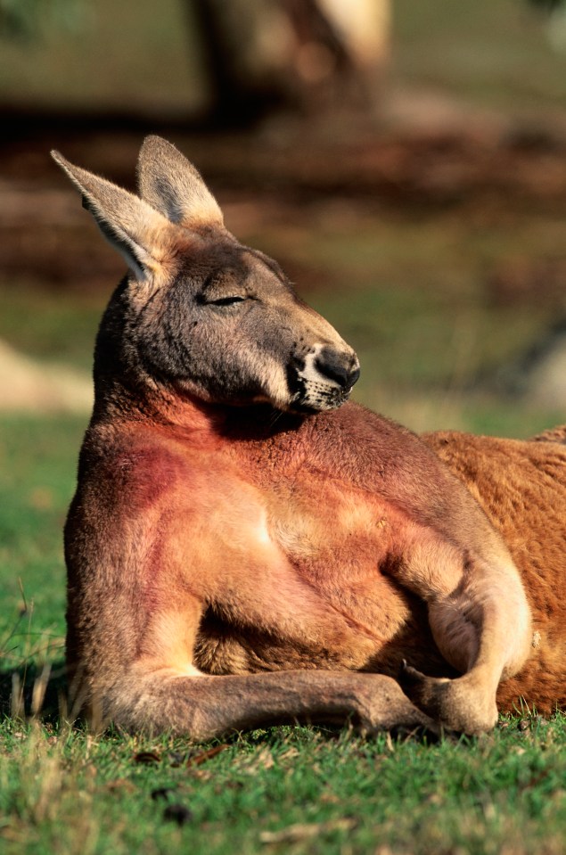 Of course Australia is the place where giant kangaroos once resided