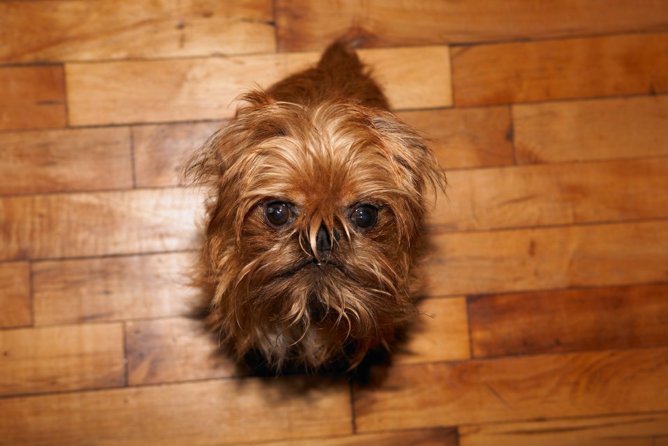 Not only did she describe one dog as 'anxiety central', she claimed that another is  'made of cement'