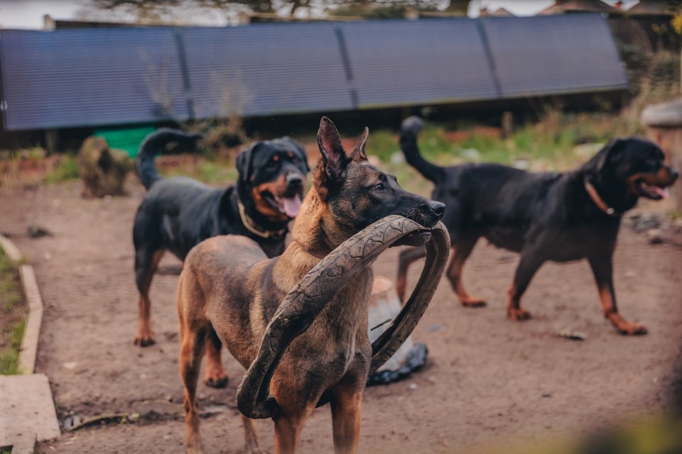 The hounds are put through cruel 'bootcamps' to get in shape