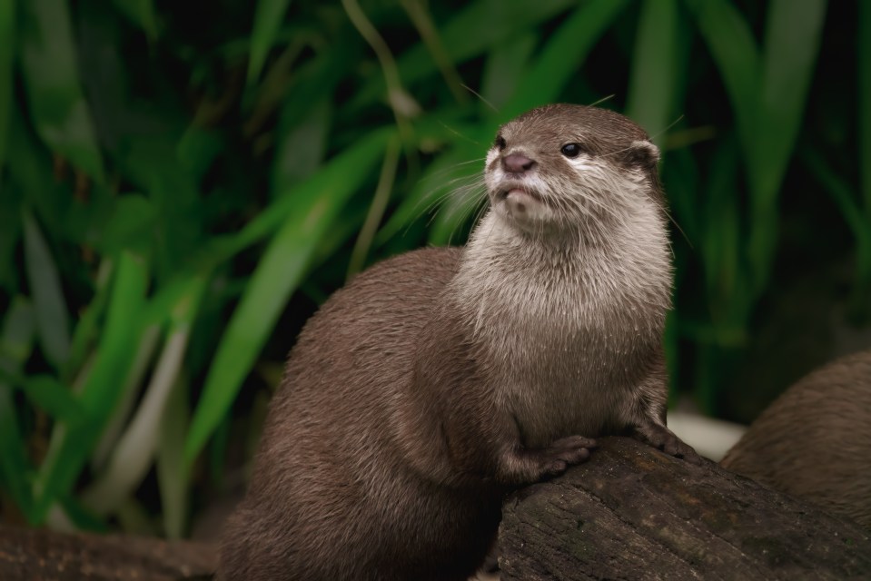 Otters are known to swim in the waters near to the pub