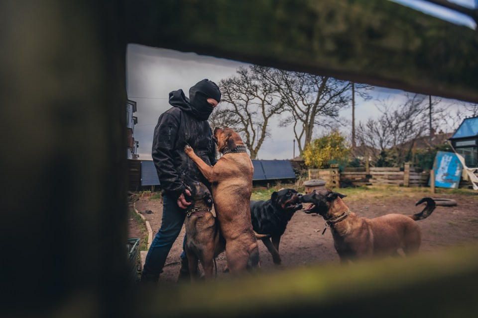 Dog handlers try not to get attached to the animals they send to their deaths