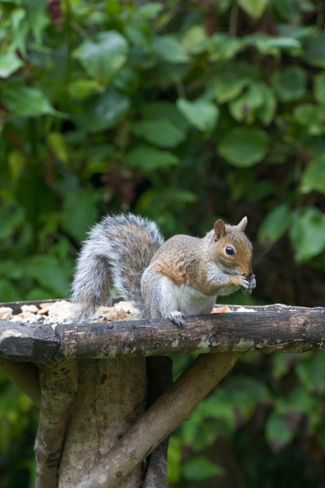 Stop greedy squirrels stealing the bird food by adding chilli powder