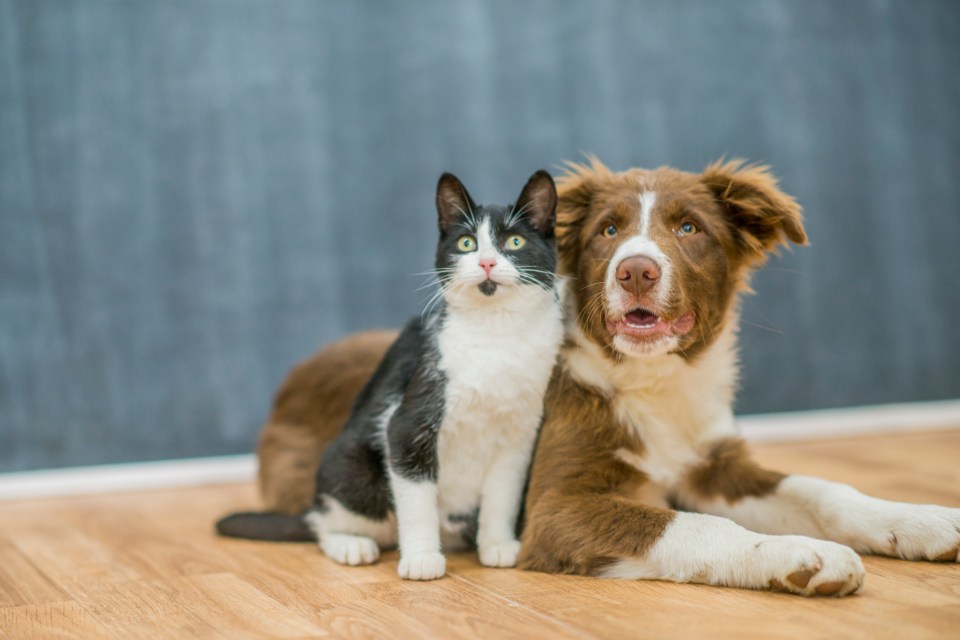 Dogs and cats can spread antibiotic resistant 'superbugs' to their owners, a study suggests