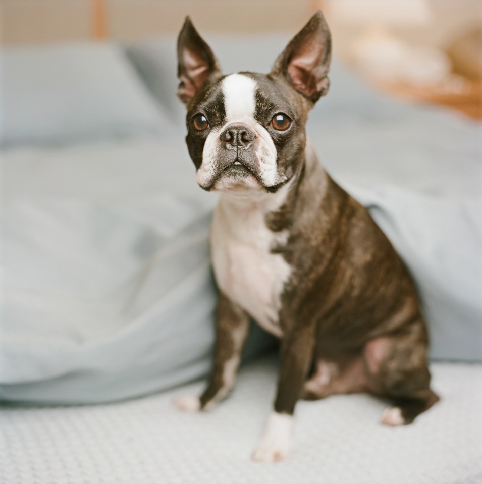 Boston Terrier