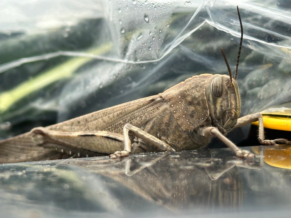 Larry the 'evil-looking' Egyptian locust