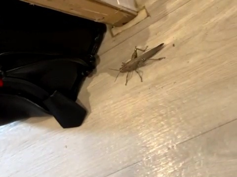 The locust jumped around the kitchen