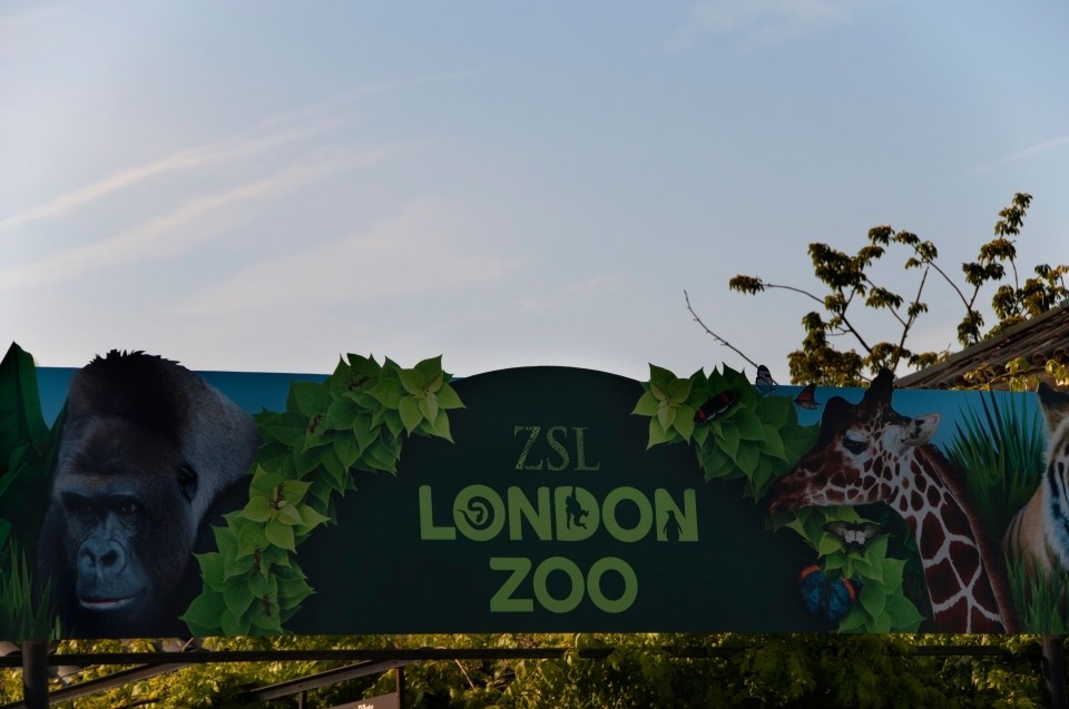 a sign for zsl london zoo with a gorilla and giraffe on it