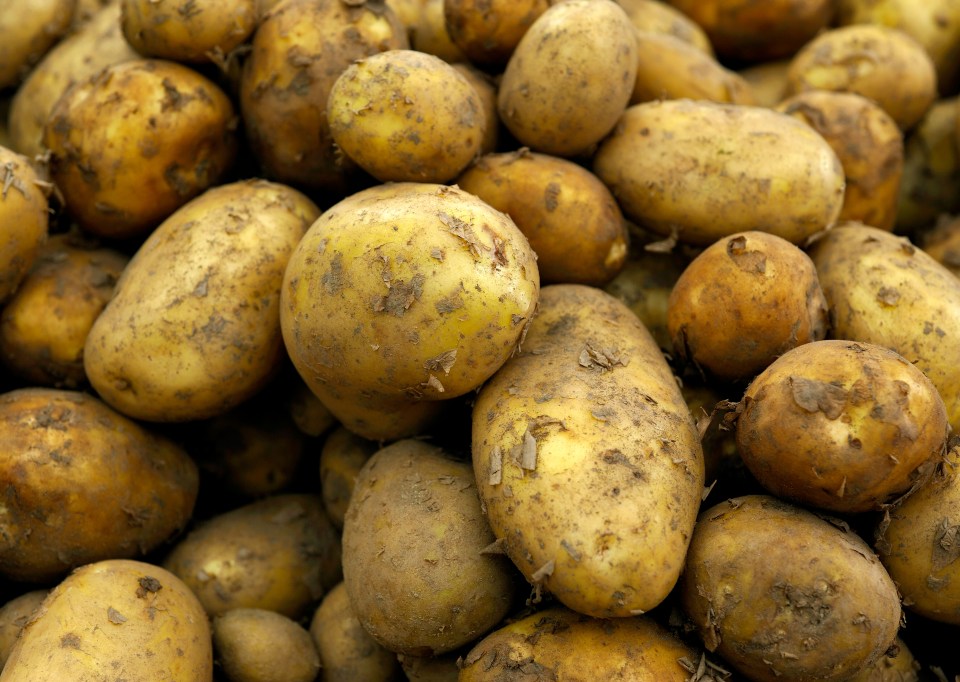 Get all kinds of potatoes in the ground now for a long lasting harvest