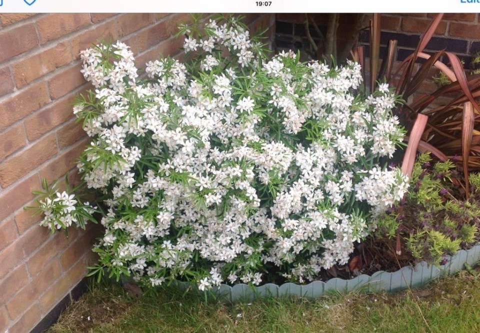 This is a lovely bush which starts flowering now in the UK and again later in the year