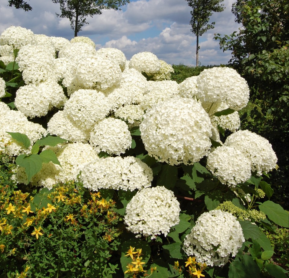 Plants such as Hydrangeas can alarm pigeons and stop them from entering a garden