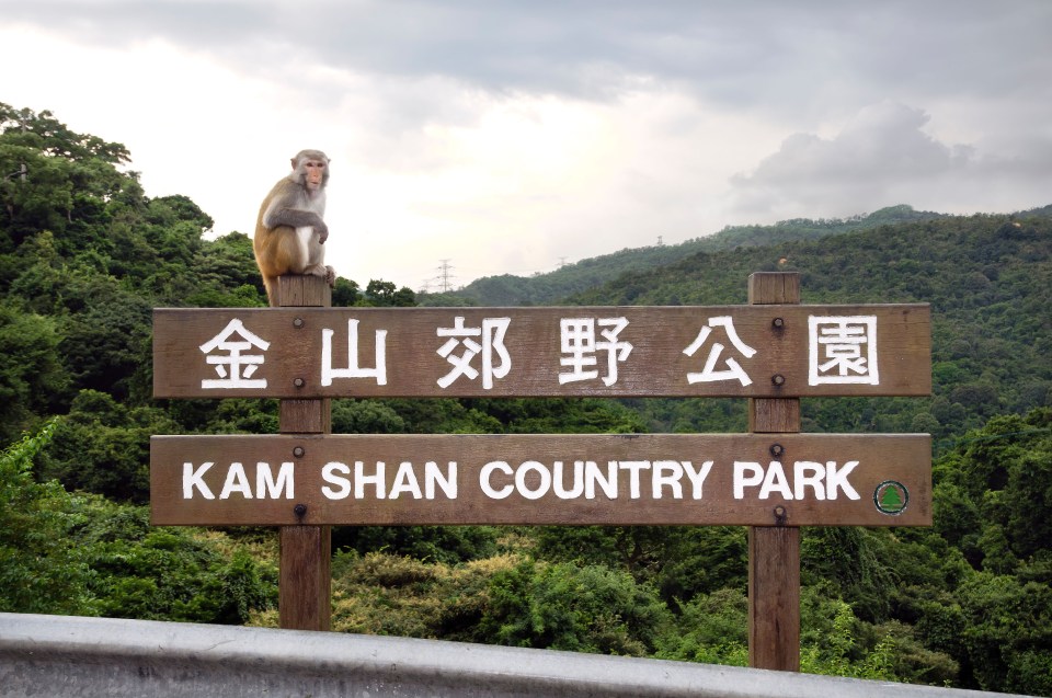 A man was infected with monkey virus B in Kam Shan Country Park