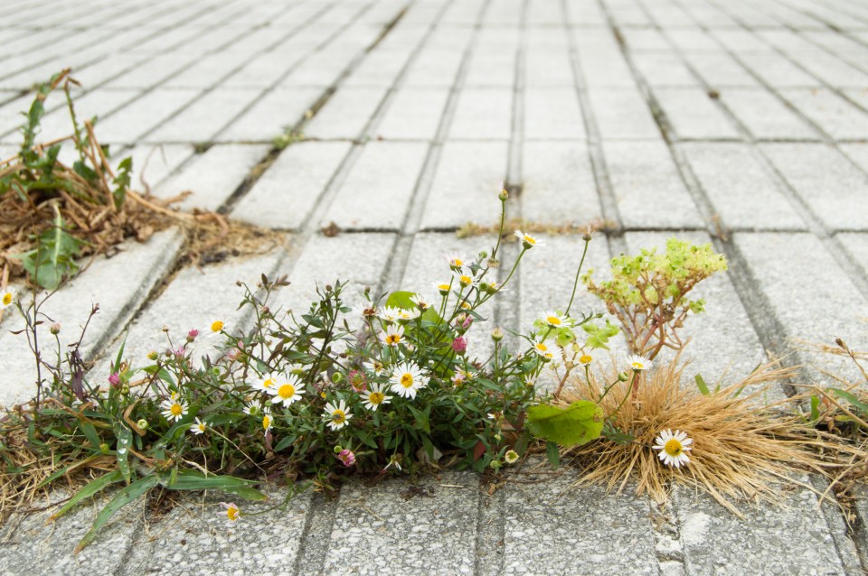 Gardening expert Harry has revealed a simple trick to get rid of weeds overnight