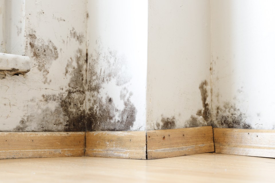 According to social media users, there's a £1.50 cleaning product that makes mould 'vanish like magic'