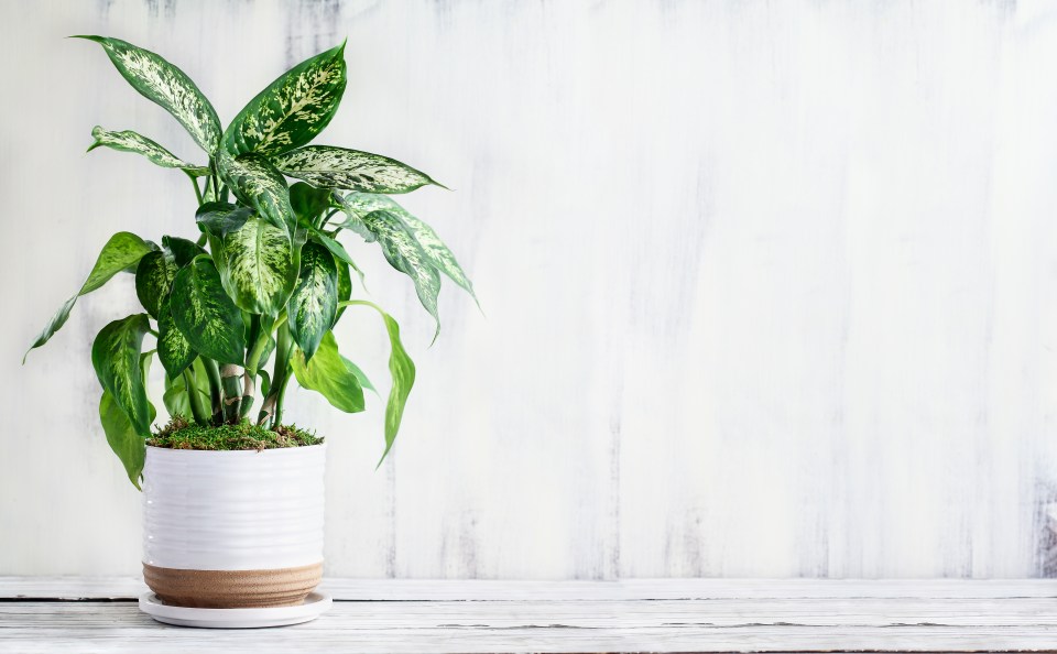 Bringing houseplants into your home can improve air quality and remove toxins