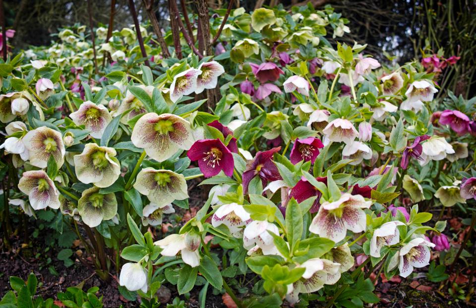 Reveal the hidden hellebores by cutting back all the big leaves