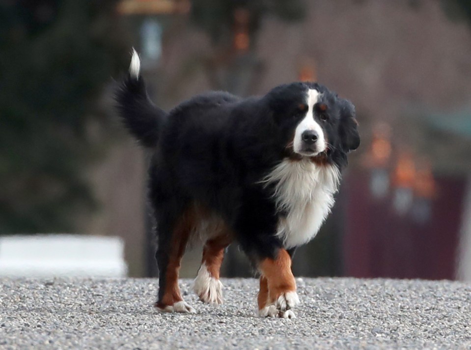 A Bernese similar to the one seized