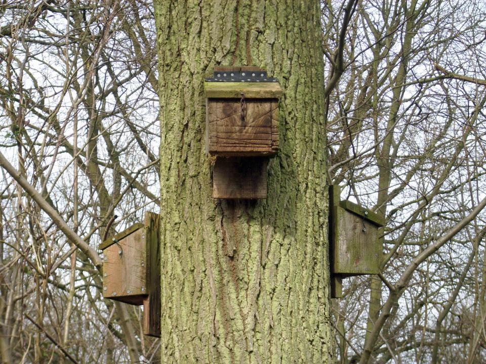 Bat boxes in a tree will help bring them to your garden - where they'll eat insects