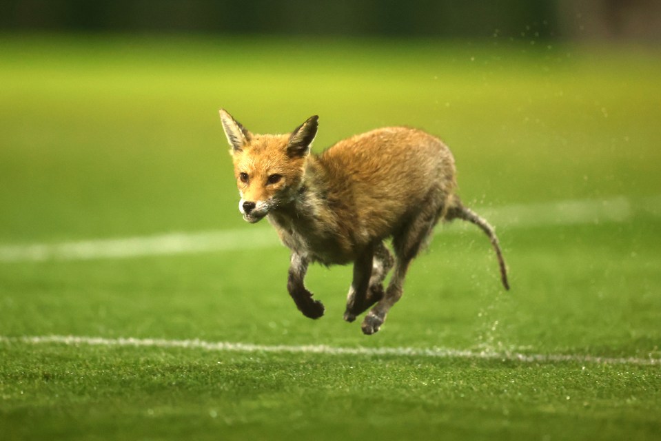 The fox was too fast as it whipped across the box