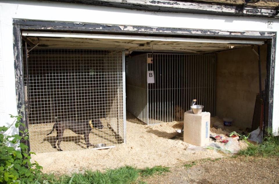 Dogs are kept outside to have 'nothing to live for'