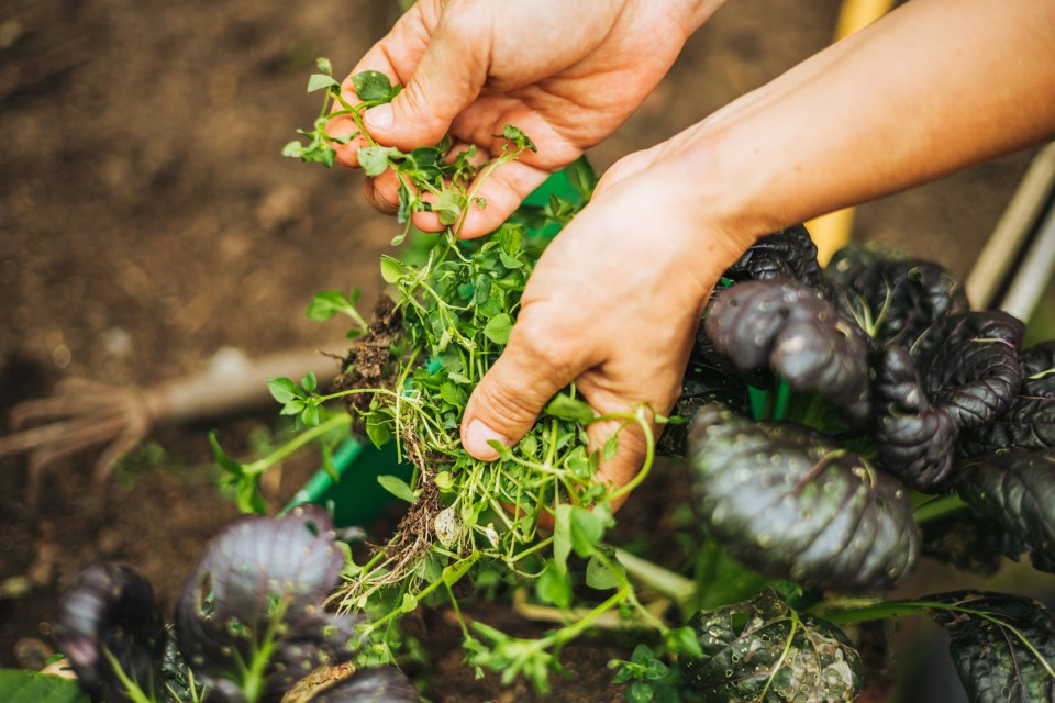 Nearly half (44 per cent) remember growing plants from seeds in their old classroom