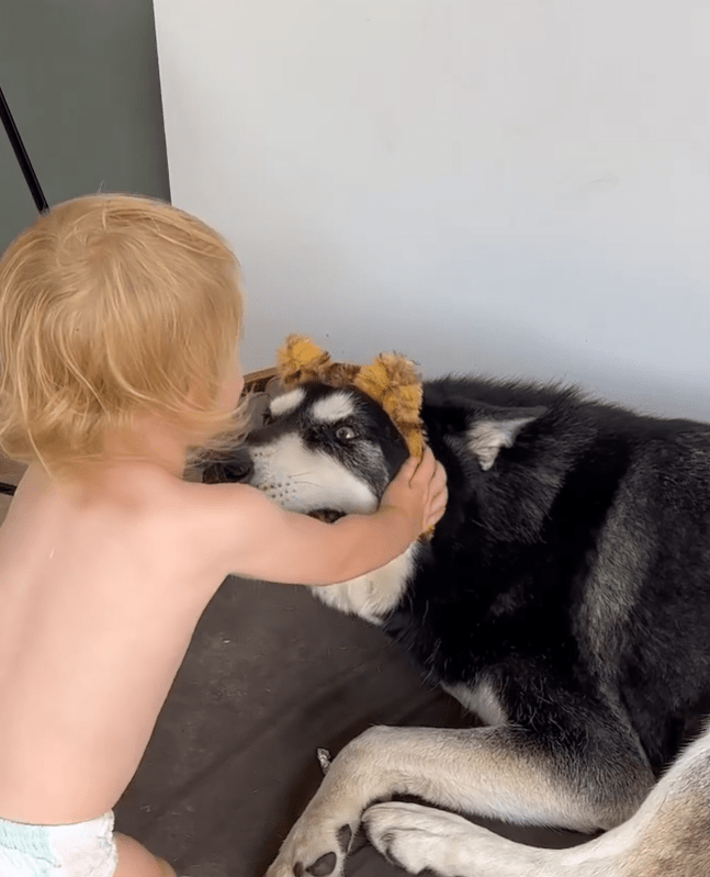 Greg's daughter Daphne plays with the siberian husky