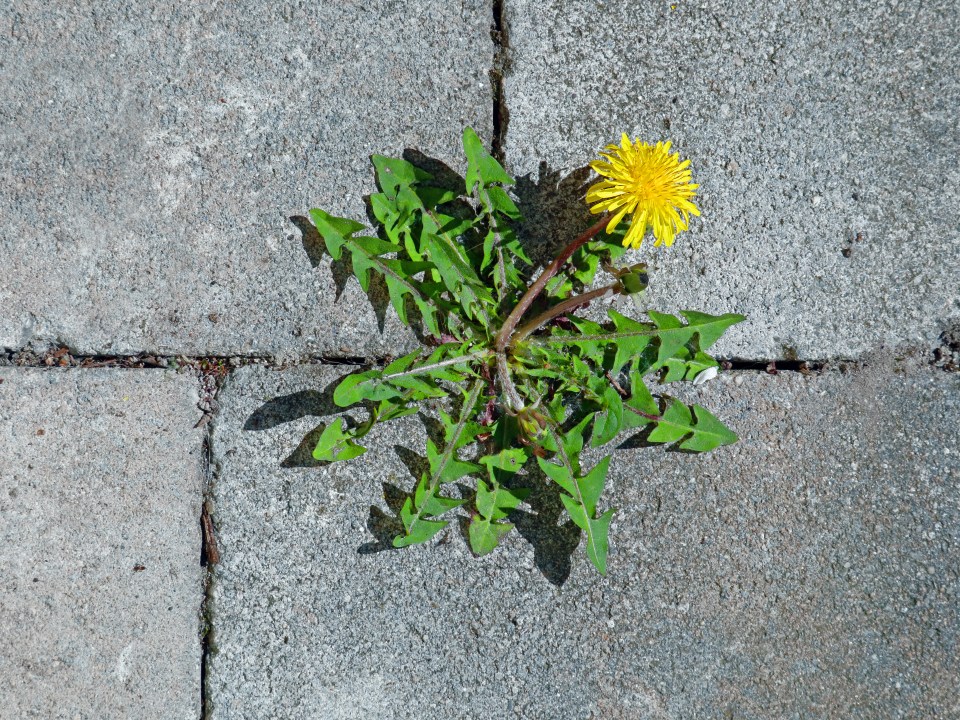 Although they may be pretty to look at, dandelions are actually considered a weed