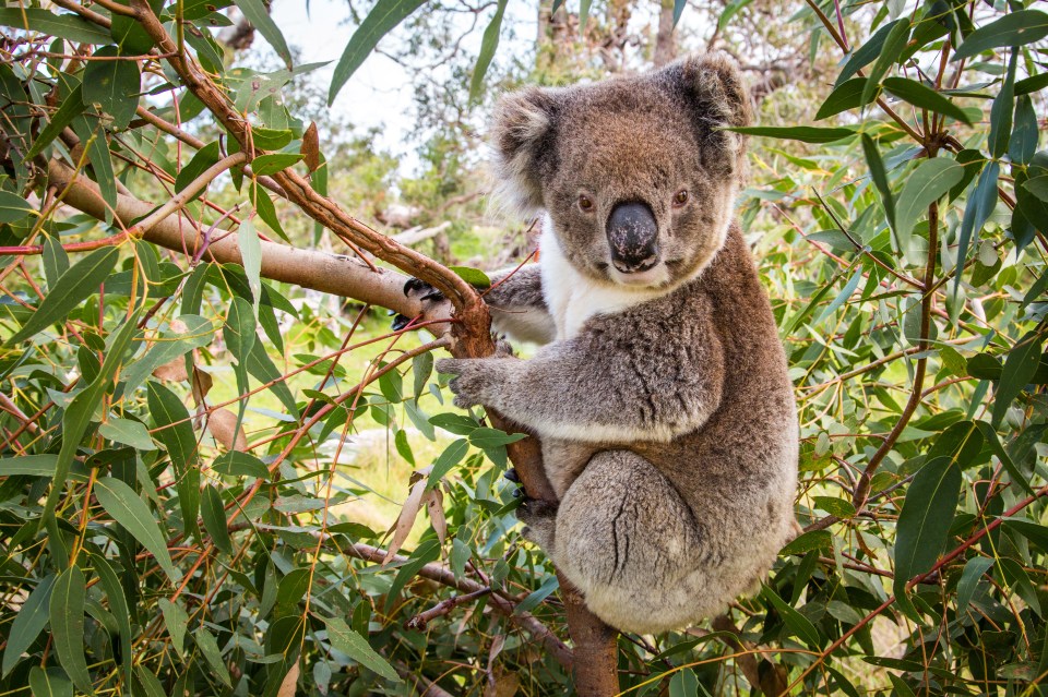 Australia is home to where God created his wackiest creatures