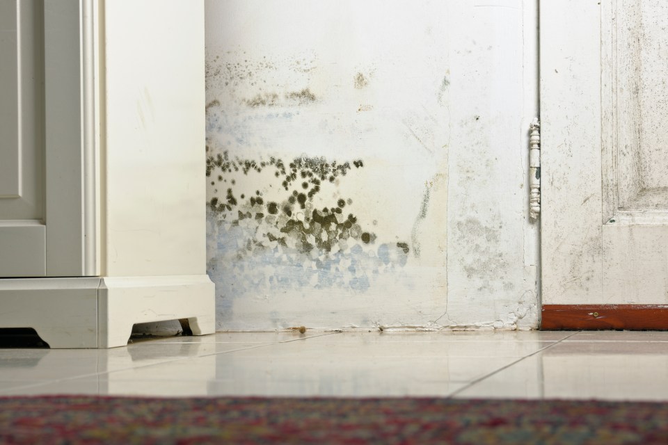 Mould can spread if there's moisture in the air and it can have serious health consequences