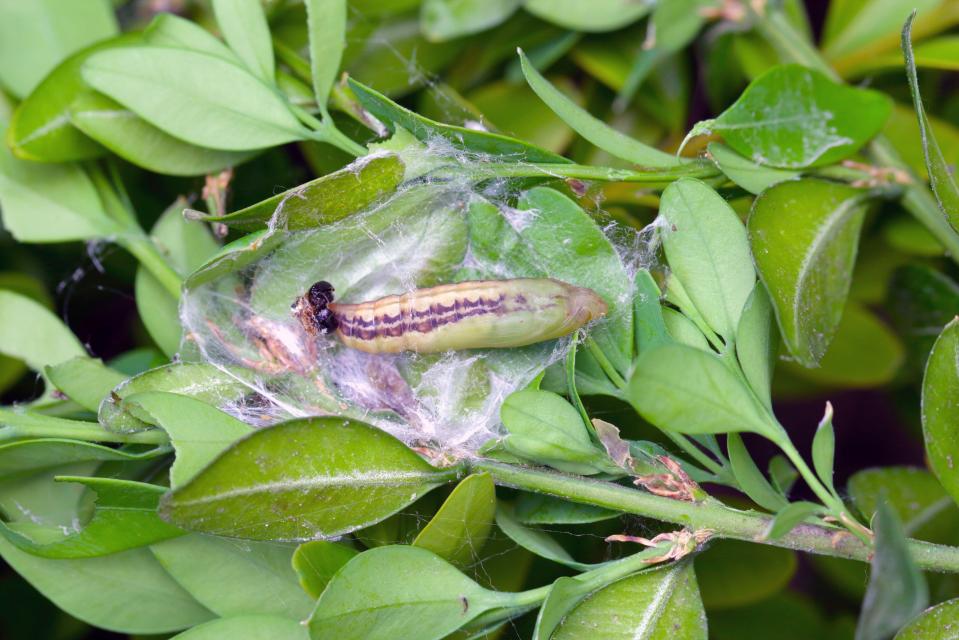 If you see this caterpillar beware - your box hedging might be under threat.