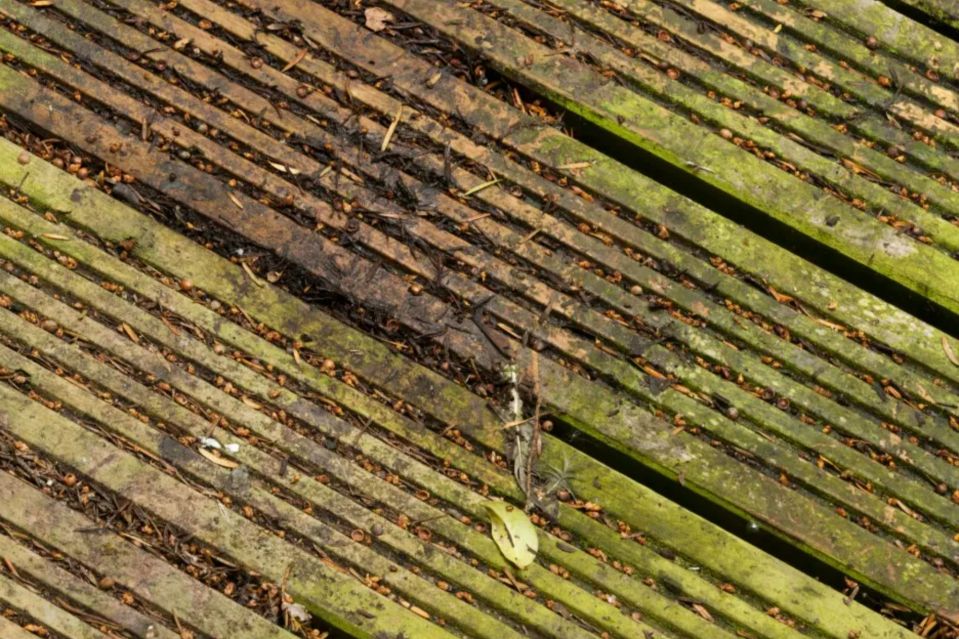 If you are looking to get rid of green slime off your decking there is a cheap household solution