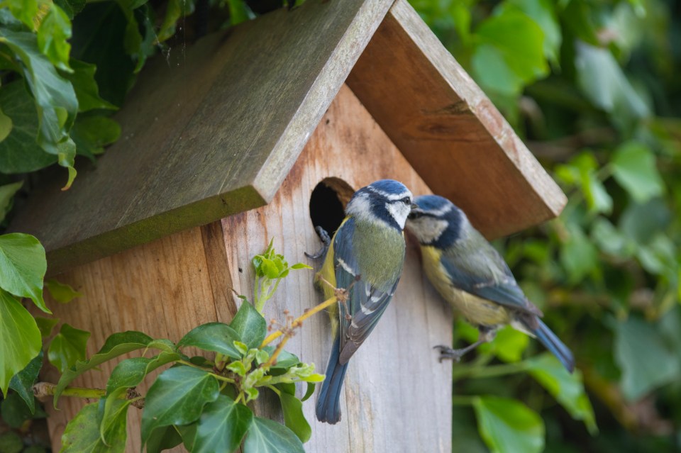 Birds need a place to call home and raise their young - bird boxes are perfect