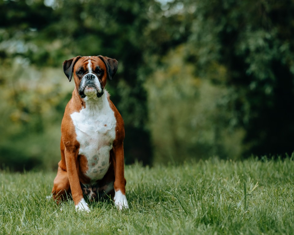 Another flat faced dog that could cost more is the boxer