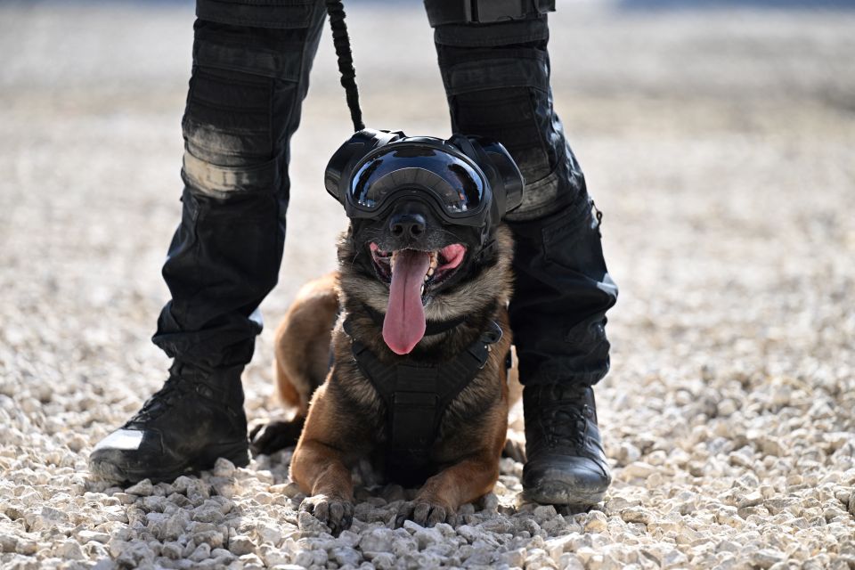 A police source said that Paris would be using dogs, drones and other specialist equipment to police tonight's match as well as an extra 500 officers