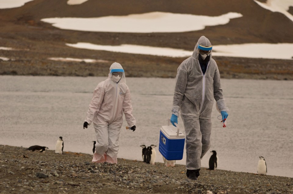 Scientists in hazmat suits collect samples in Antarctica where they found thousands of dead penguins, thought to have been killed by the H5N1 bird flu virus