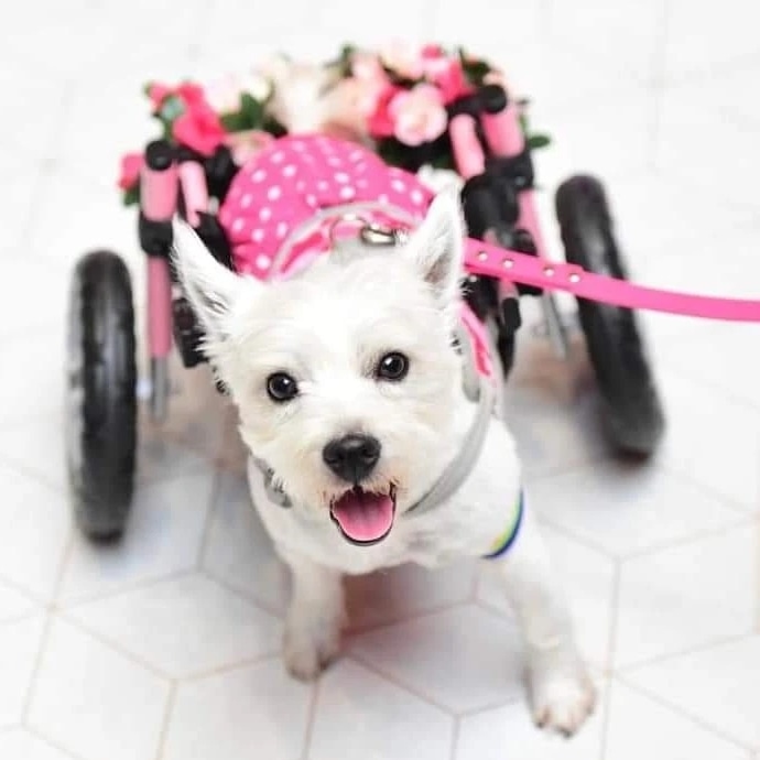 Tammy runs Pumpkin and Friends to raise awareness of disabled animals