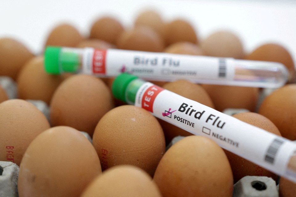 Bird flu has so far killed millions of poultry across the globe