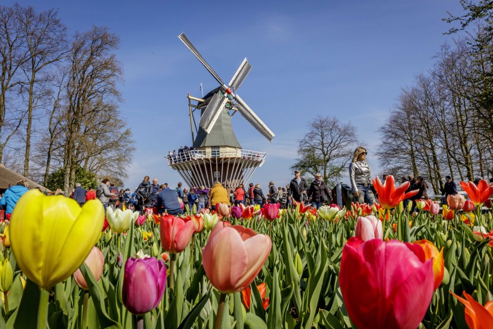 As well as the flowers there's a windmill from the 1800s