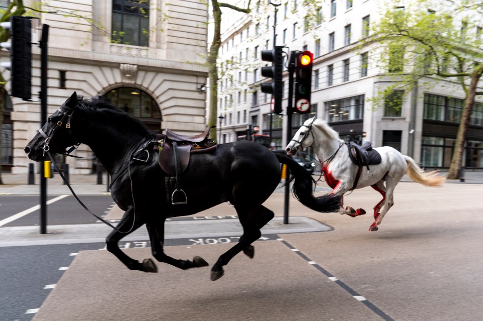 Two horses on the loose bolt through the streets of London