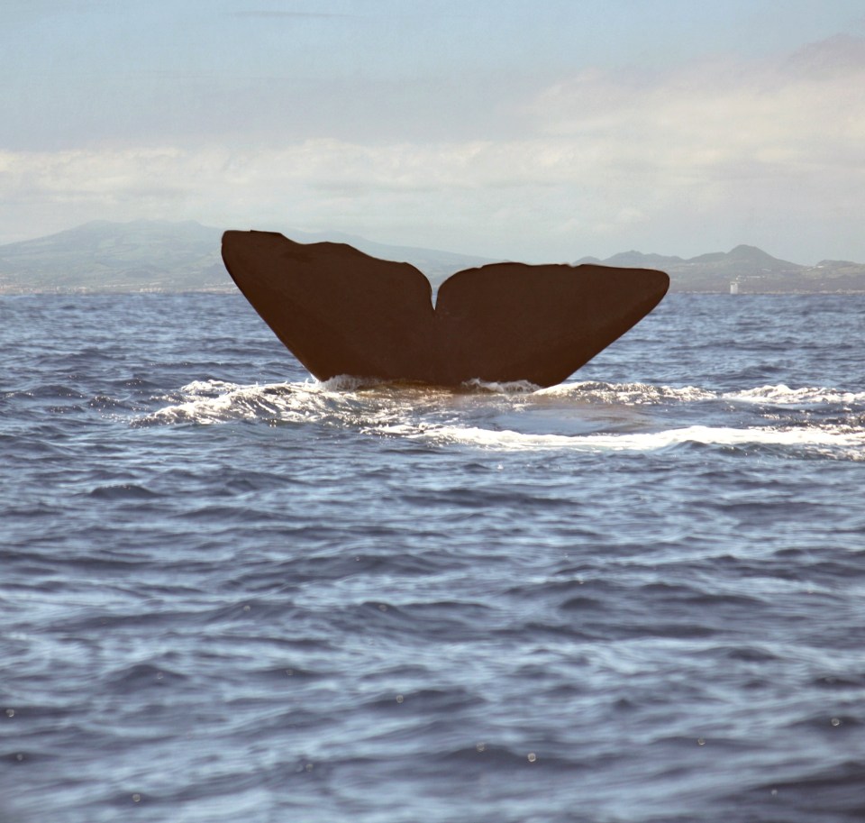 Go whale watching in the Atlantic