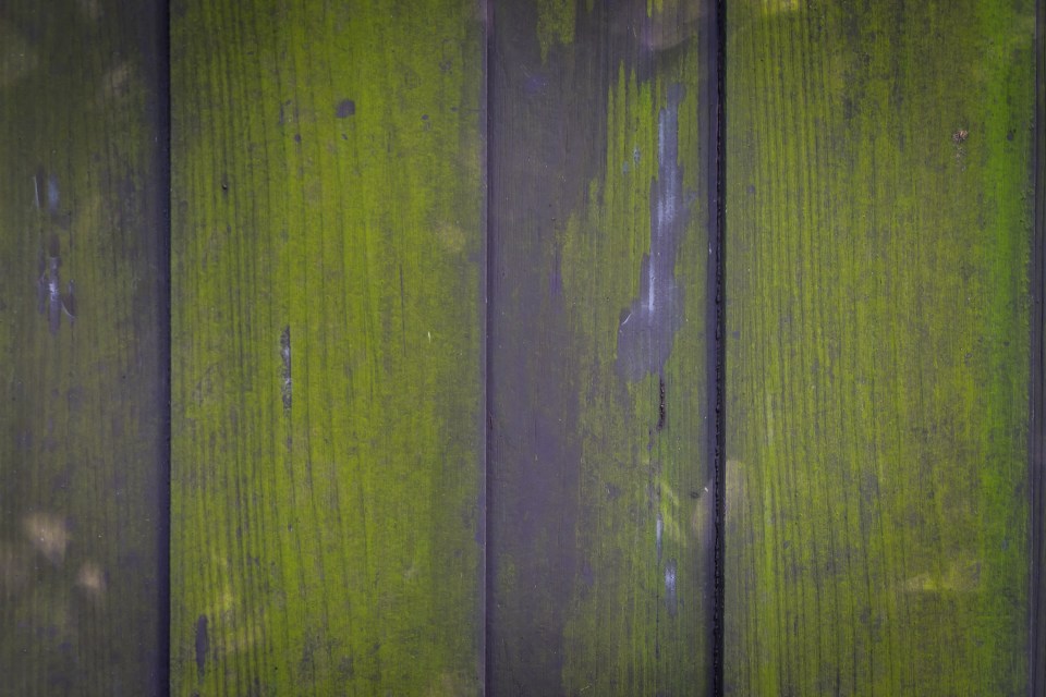 Algae can form of wooden fences over the winter months