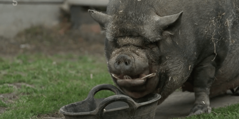 The Yorkshire Vet fans were stunned by the size of the pig