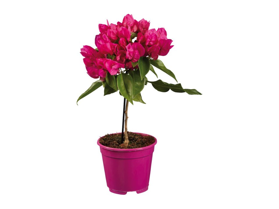 This potted bougainvillea is just £5.99 at Lidl