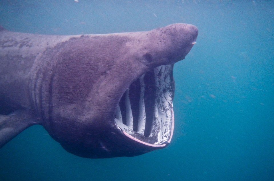 The marine life boat trips last up to seven days - the shortest trip being three days