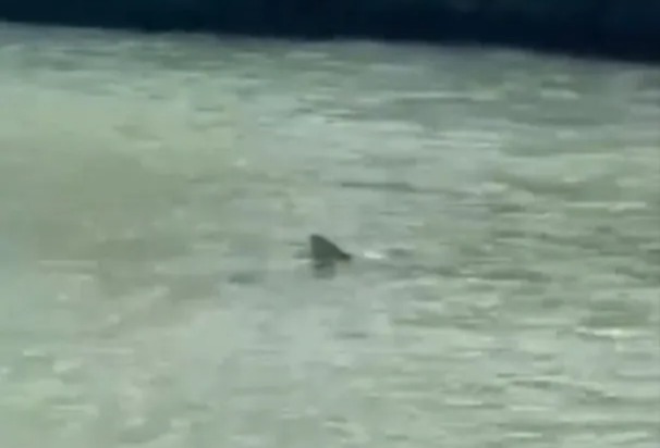 A video was circulating online of a shark believed to be the one that attacked Peter