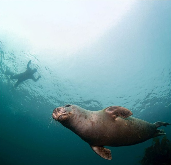 The seals around Lundy Island are friendly and enjoy swimming around people