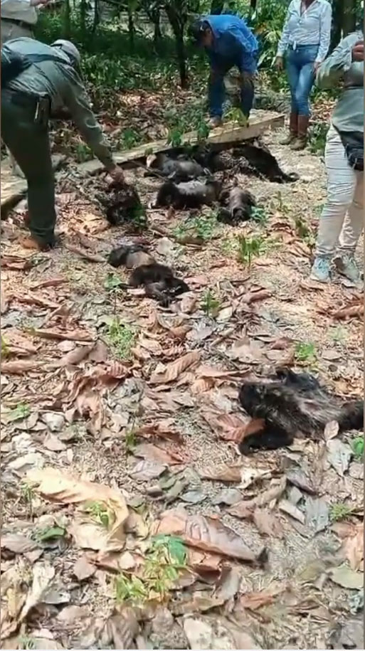 At least 138 howler monkeys have dropped drop dead from trees amid a sweltering heatwave in Mexico