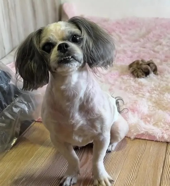 Abigail claimed that she thought the groomer gave her the wrong dog, and people have urged her to complain to get her money back