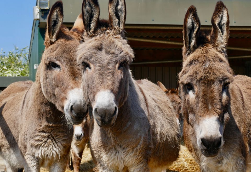 A top donkey rescue charity is to shut down four of its centres due to soaring costs