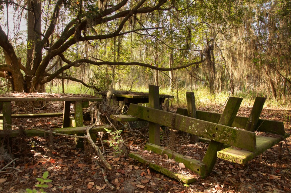 Nature is reclaiming the land after the park wasn't demolished but deserted