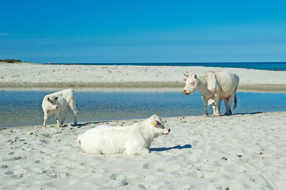 People head to the beaches during the spring to see the cows